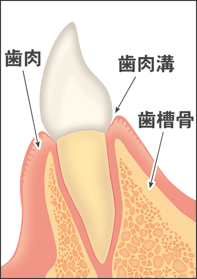通常の前歯